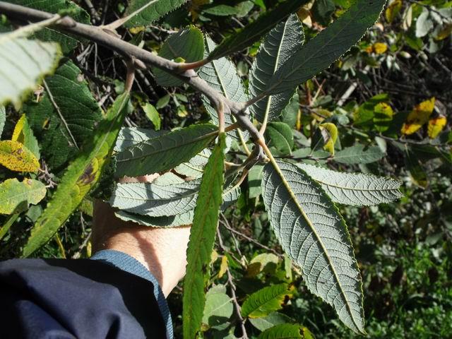 Salice? - Salix cfr. pedicellata